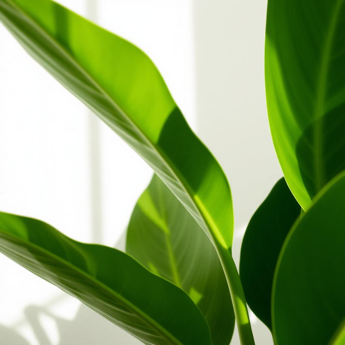 Close-up of green leaves with sunlight